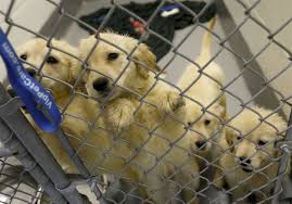 Everything you need to know about buying puppies. New Homes Await Animals Seized From Suspected Rome Township Puppy Mill The Blade