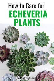 Echeveria Care How To Keep Them Beautiful And Healthy Trillium Living Echeveria Care Echeveria Plants