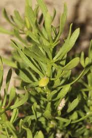 Image result for Polygalaceae