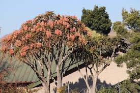 Image result for Aloidendron