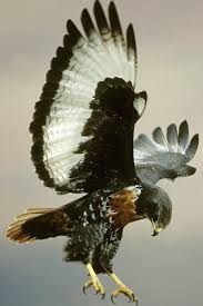 Jackal Buzzard Buteo Rufofuscus Is A 45 55 Cm Long African Bird Of Prey Eagles Vahsi Hayvanlar Hayvan