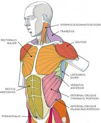 Keep reading to discover much more about the muscular system and how it controls the body. Muscles Of The Neck And Torso Classic Human Anatomy In Motion The Artist S Guide To The Dynamics Of Figure Drawing