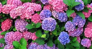 All you need to do is notify us within 24hrs of your order arriving. Our Favourite 8 Flowering Hedges Hoselink