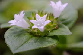 Image result for Richardia scabra