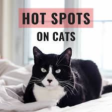 Corn starch, sometimes referred to as corn flour, cornstarch, maize starch and maizena, is a carbohydrate extracted from the endosperm of corn. How To Get Rid Of Hot Spots On Cats Pethelpful By Fellow Animal Lovers And Experts