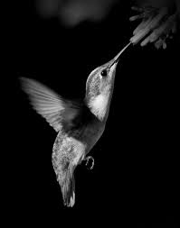 Black And White Photos Of Animals In Shadows Zdjecie Black White Photos Black And White Photography Hummingbirds Photography