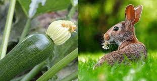 Squash like zucchini squash, pumpkin, yellow squash, and butternut squash provides high vitamins and mineral to rabbits. Can Rabbits Eat Zucchini What You Need To Know