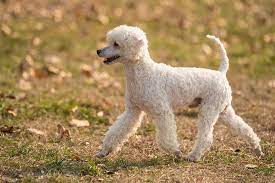 Check spelling or type a new query. Poodle Miniature Dog Breed Information American Kennel Club