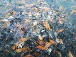 Budidaya Pembesaran Ikan Mas Yang Menguntungkan Bibitikan Net