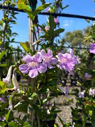 Image result for Bignonia callistegioides