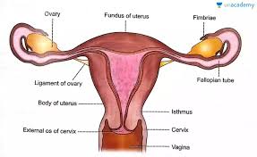 Picture body organs human body organs with labels anatomy stock photo picture and. Neet Ug Female Reproductive Organs In Hindi Offered By Unacademy