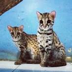 Breeders of Bengal Cats | Kitten for Sales | Rising Sun Farm