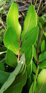 Image result for Albizia glaberrima