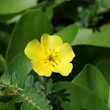 Image result for Tribulus terrestris