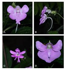 Image result for Moraea schimperi