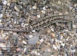 Image result for Drypetes arguta