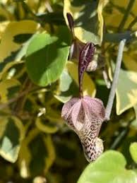 Image result for Ceropegia haygarthii