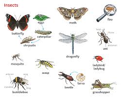 There will be pauses between each. Mosquito Noun Definition Pictures Pronunciation And Usage Notes Oxford Advanced Learner S Dictionary At Oxfordlearnersdictionaries Com