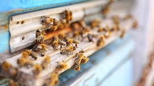 Rodent control discourages and eliminates mice and rats from your home. Best 15 Pest Control Exterminators In Summerlin Nv Houzz