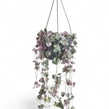 Image result for Ceropegia achtenii