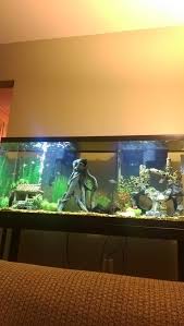 Check out our 'fish store near me' finder below to find your nearest freshwater fish stores near me, saltwater fish stores near me, fish aquarium near me as well as stores that will stock all of the accessories you need to set up your fish tank. Places That Sell Tropical Fish Near Me Online