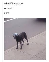 Pin By Star Butterfly On Misc Animal Memes Funny Animals Animals