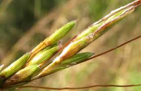 Image result for Andropogon fastigiatus