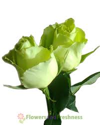This green rose is called a green rose despite being predominantly yellow because it has a green border on its petals. Mint Green Roses Flowersnfreshness Com