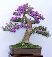 Dwarf crape myrtle makes an excellent bonsai due to its exquisite branch formation and the contrast of the red upon silver of the peeling bark. Bonsai Dwarf Crape Myrtle