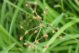 Image result for Fimbristylis