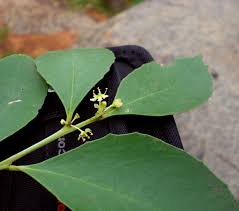 Image result for Maytenus undata