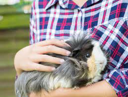 I felt like they were there for me and only me during this difficult time and i am extremely grateful for that. Baltimore Small Animal Veterinarian Hamster Vet