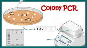 Puerto rico, sometimes called the world's oldest colony.1. Colony Pcr Youtube