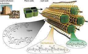 There compounds make a rigid cell wall that gives the plant structure to support itself. Components And Structure Of Lignocellulosic Plant Cell Walls Download Scientific Diagram