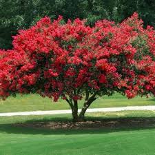 Reduces the number of blooms that will be produced during summer. Black Diamond Crape Myrtle Best Red 2 25gal U S D A Hardiness Zones 7 10 1pc National Plant Network Plants Crape Myrtle Front Yard Landscaping
