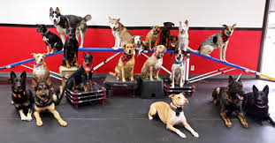Petco pet stores in san antonio, tx offer a wide selection of top quality products to meet the needs of a variety of pets. Sit Means Sit San Antonio Dog Training San Antonio Tx