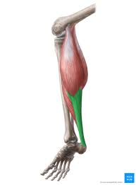 19 photos of the knee tendon anatomy diagram and name chart. Achilles Tendon Function Location Thompson Test Kenhub