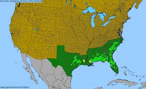 Image result for Mayaca baumii