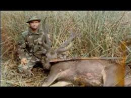 Vincent was inhabited as far back as 240 a.d. Sambar Deer Hogs At St Vincent Island Fla Youtube