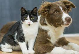 Adams Flea And Tick Spray For Cats And Dogs Review Updated For 2021 Pests Org