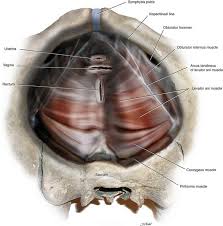 Collectively, they form part of the floor of the posterior triangle of the neck. Surgical Anatomy Of The Pelvis And The Anatomy Of Pelvic Support Abdominal Key