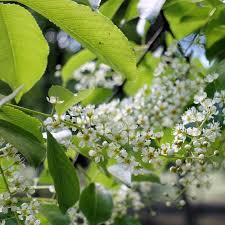Image result for Prunus serotina