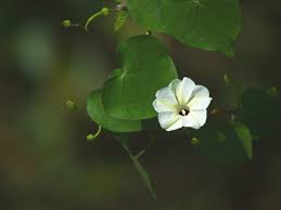 Image result for Ipomoea turbinata