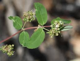 Image result for Euphorbia hypericifolia