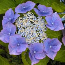 Pin On Flowers Plants