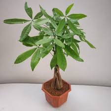 Repotting is a good time to thin your plants foliage mass to help reduce the stress on the bonsai. Pachira Aquatica Money Tree Bonsai Nursery Buy