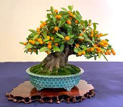 Explain it in simple easy steps anybody can follow. Kokufu Bonsai It S That Time Of Year Again Bonsai Bark