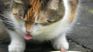200 mg vitamin b complex. Raw Food Diet For Cats Everything You Need To Know The Dog People By Rover Com