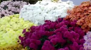 Spring, summer, autumn and winter. Beautiful Flowers Plants Showcased At West Bengal Assembly Annual Winter Flower Show City Times Of India Videos