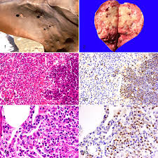 Image result for Glanders